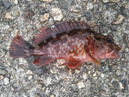 先週のリベンジ